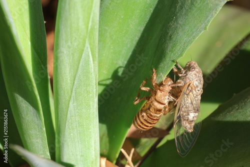 Obraz na plátně Cicada Emerging from Exuvia Shell during Molting Process on Leaf