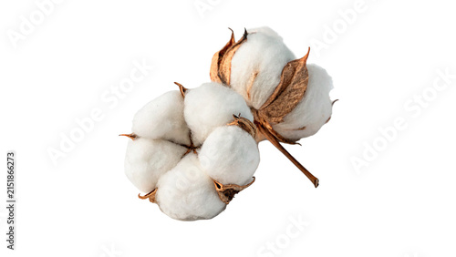 Branch of natural organic soft white cotton boll flower plant isolated on transparent background
