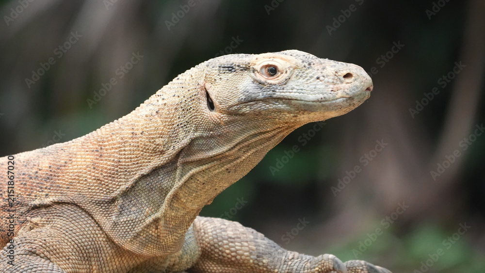Fototapeta premium Majestic Komodo Dragon Close-Up Portrait