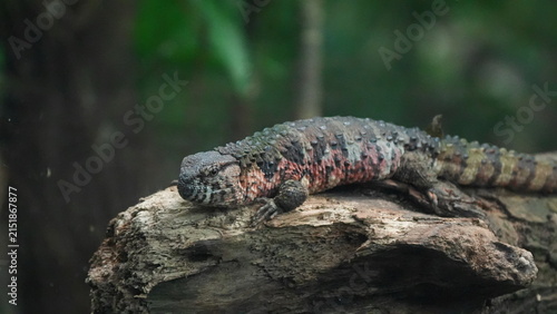 фотографія Detailed View of Sungazer Lizard in its Habitat