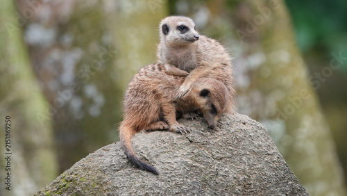 Two Meerkats Bonding on a Rock in Natural Habitat