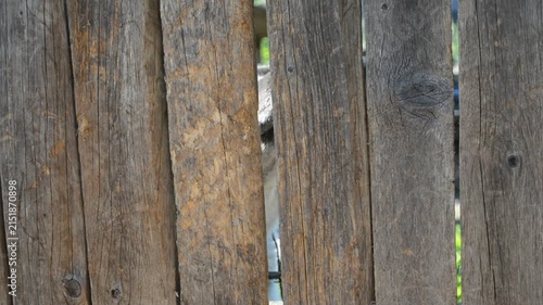 Dog peeking through a gap in a rustic wooden fence. Animal watching from behind old planks. Pet waiting outdoor. Close up view of canine hidden in backyard.