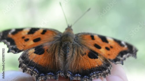 Orange tortoiseshell butterfly rests on a woman finger. Insect perches on skin. Macro view of animal wings pattern. Nature biology study and wildlife encounter.