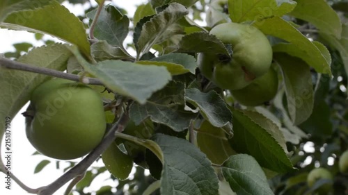 Green apple ripening on a tree branch in a summer orchard. Fresh raw fruit hanging among natural foliage. Organic gardening concept for agricultural production.