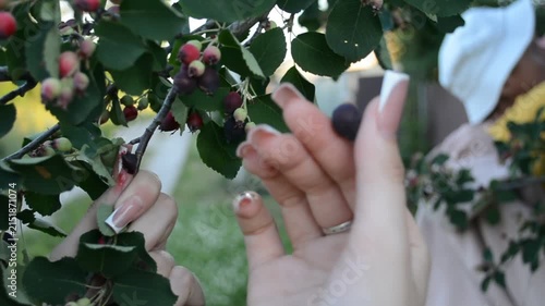 Woman picking ripe berry from tree branch in garden. Hands gathering wild fruit outdoors. Harvesting organic snack in summer. Sustainable lifestyle nature concept.