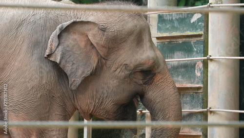 Photography Majestic Elephant Portrait Behind Sanctuary Ropes