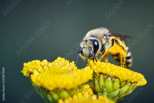 Gemeine Seidenbiene ( Colletes daviesanus ).