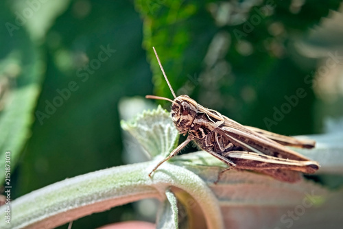 Brauner Grashüpfer ( Chorthippus brunneus ).