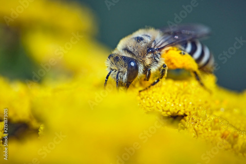 Gemeine Seidenbiene ( Colletes daviesanus ).