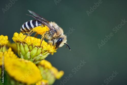 Gemeine Seidenbiene ( Colletes daviesanus ).