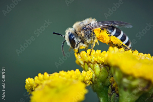 Gemeine Seidenbiene ( Colletes daviesanus ).