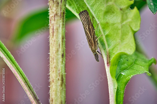 Rispengraszünsler ( Chrysoteuchia culmella ).