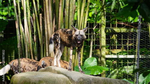 Cuadro en lienzo African Wild Dog in Lush Green Habitat at Daytime