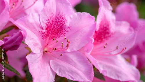 A close up view of beautiful pink flowers in the garden