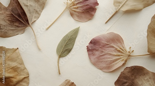Overhead Macro Cinematic Photography of Dried Pressed Botanical Specimens and Natural Fallen Leaves on a Minimalist Neutral Textured Background