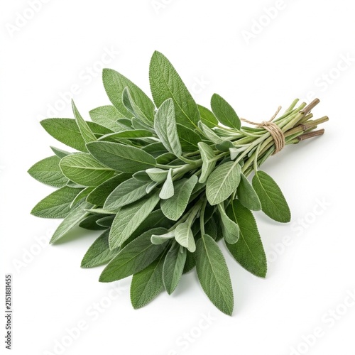 Fresh Sage Leaves Isolated on White Solid Background, Aromatic Green Culinary Herb for Cooking, Natural Seasoning, Herbal Tea, Gardening, and Wellness Concepts
