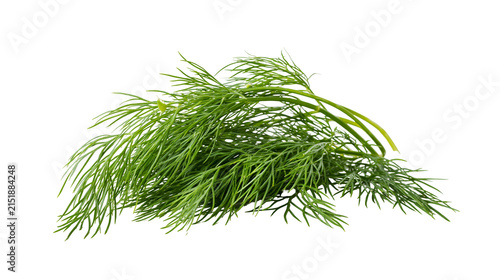 Fresh green dill herb sprigs