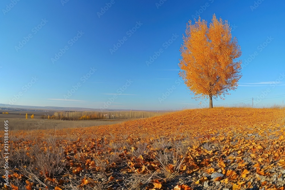 Obraz premium Elm Tree landscape tree outdoors.