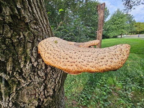 Fotografía The scaly dryad's saddle, or simply scaly polypore (*Cerioporus squamosus*, syn
