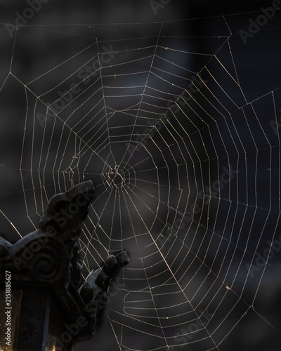 фотографія spider on web