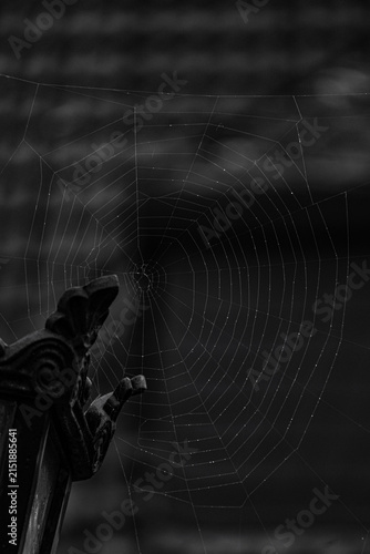 фотографія black and white