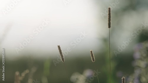 Slow motion nature background of a rural field with various plants and herbs