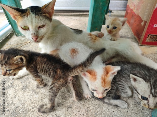 Mother Cat with Kittens