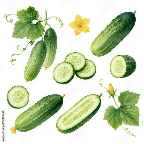 Watercolor Cucumber Collection with Fresh Vegetable, Leaves and Flowers