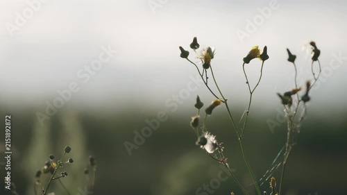 Slow motion nature background of a rural field with various plants and herbs