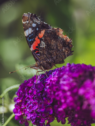 Obraz na plátně A close-up of a Red Admiral 'Vanessa atalanta' butterfly feeding on Buddleia flo