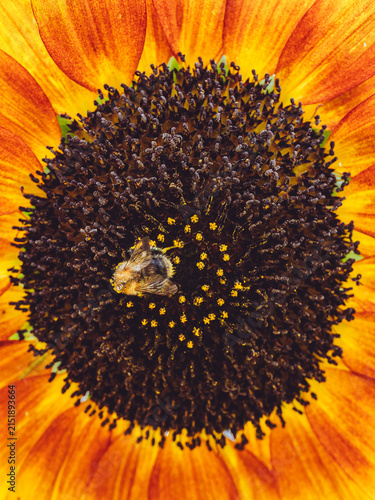 Quadro su tela A bee feeding on the nectar of an Helianthus annuus 'Evening Sun' Sunflower