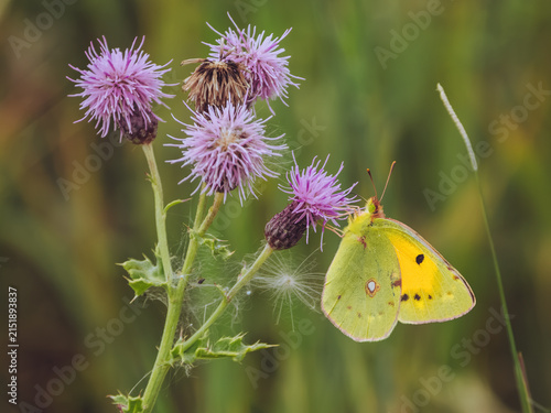 Foto A Clouded Yellow butterfly 'Colias croceus' feeding on a Thistle flower