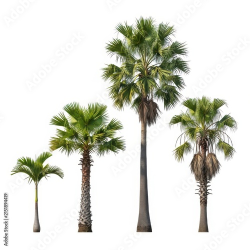 Tropical palm trees collection isolated on white background, set of four green fan palms, exotic botanical elements for landscape design