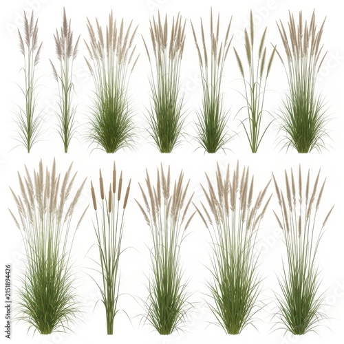 Ornamental pampas grass collection, 12 realistic green wild grass tufts on white background, decorative botanical plant set for landscaping