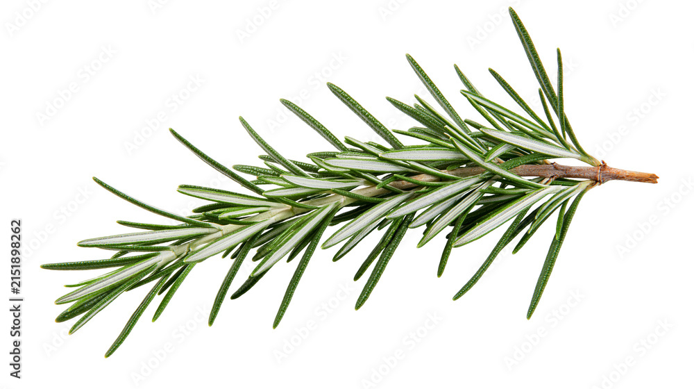 Fototapeta premium Fresh rosemary sprig with green needles and woody stem