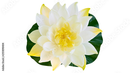 Canvas Print White and yellow water lily flower with green leaf