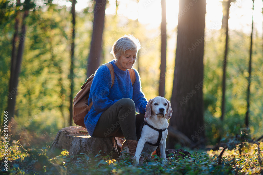 Obraz premium Senior woman with dog on walk outdoors in nature.