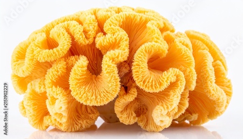 Unique Coral Broccoli: A close-up, isolated view of a uniquely shaped, off-white and orange coral broccoli vegetable, showcasing its intricate fractal-like florets on white