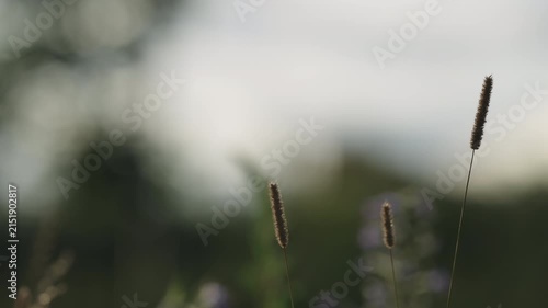 Slow motion nature background of a rural field with various plants and herbs