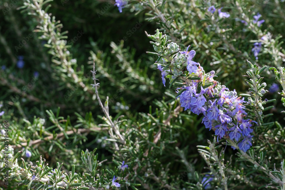 Obraz premium Salvia rosmarinus, commonly known as rosemary, is a fragrant, evergreen, coniferous shrub with white, pink, purple, or blue flowers, native to the Mediterranean region.