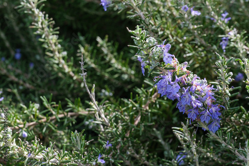 Bild auf Leinwand Salvia rosmarinus, commonly known as rosemary, is a fragrant, evergreen, coniferous shrub with white, pink, purple, or blue flowers, native to the Mediterranean region