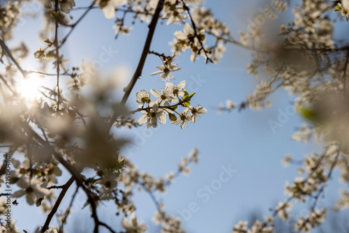 Canvas Print a large number of translucent petals of cherry blossoms in the orchard in the sp