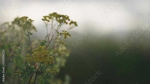 Slow motion nature background of a rural field with various plants and herbs