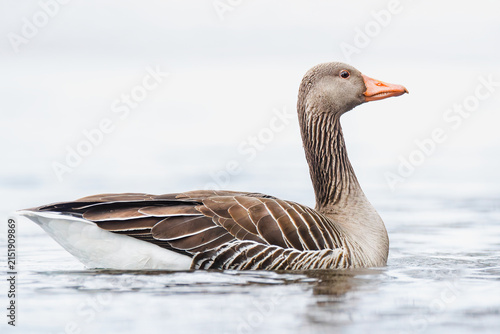 Schwimmende Graugans im See