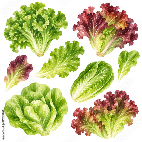 Watercolor Lettuce Collection with Fresh Green Salad Leaves