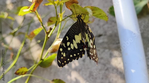 Black and Yellow Butterfly Resting on a Green Plant Branch