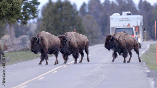 Konstfotografi American Bison Blocking Road in Yellowstone National Park - Herd Crossing Highwa