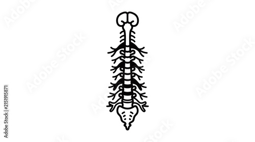 Stylized human spine anatomy illustration isolated on white