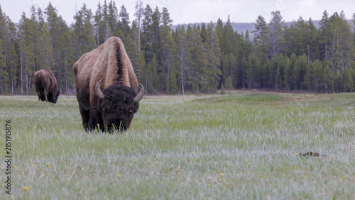Фотография American Bison Grazing in Open Meadow, Yellowstone National Park, Wyoming, USA