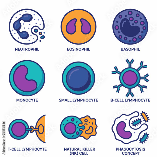 Various types of white blood cells and their functions illustrated